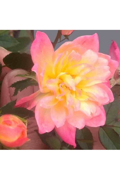 Rosa Tricolor Fairy